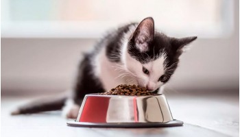 Корма и лакомства для кошек Корма и лакомства для кошек